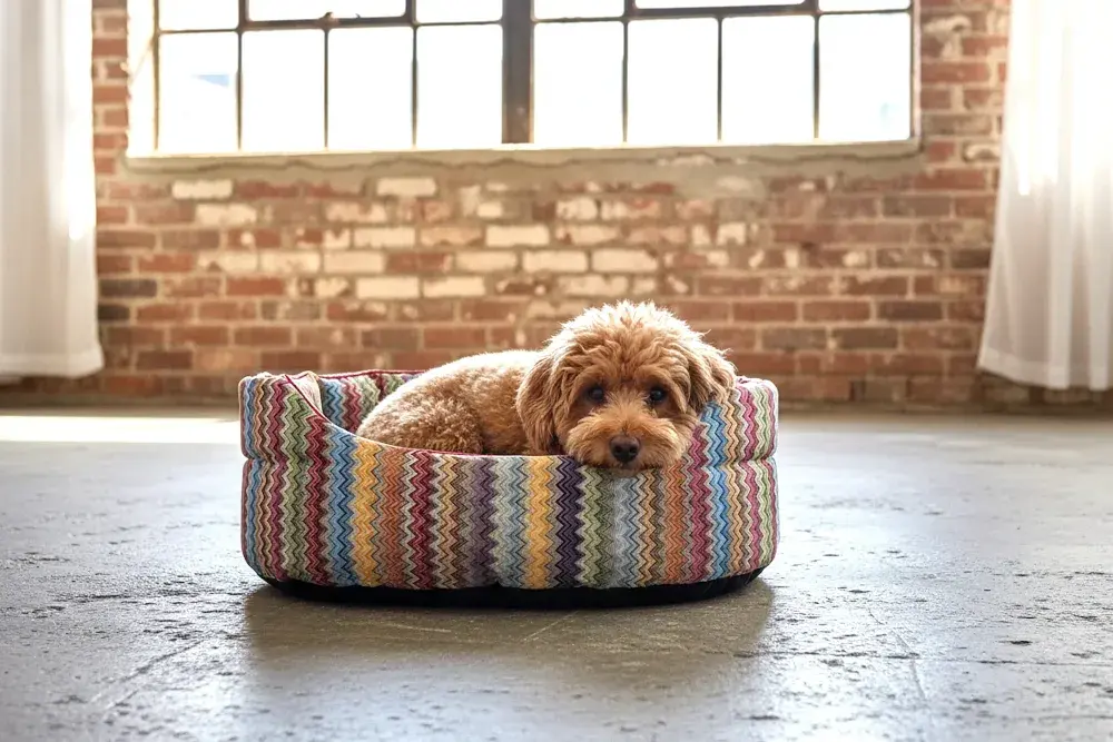 Hundekörbchen ZicZac